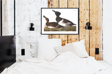 Load image into Gallery viewer, Ring-Necked Duck Print by John Audubon