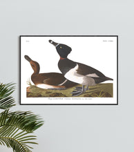Load image into Gallery viewer, Ring-Necked Duck Print by John Audubon