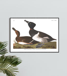 Ring-Necked Duck Print by John Audubon