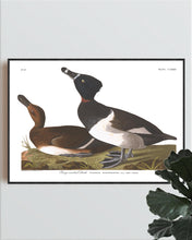 Load image into Gallery viewer, Ring-Necked Duck Print by John Audubon