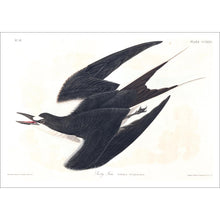Load image into Gallery viewer, Sooty Tern Print by John Audubon
