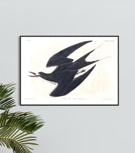 Load image into Gallery viewer, Sooty Tern Print by John Audubon