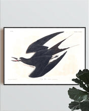 Load image into Gallery viewer, Sooty Tern Print by John Audubon