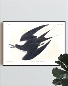 Sooty Tern Print by John Audubon