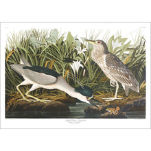 Load image into Gallery viewer, Night Heron Print by John Audubon