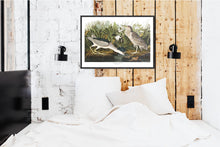 Load image into Gallery viewer, Night Heron Print by John Audubon