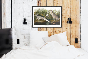 Night Heron Print by John Audubon