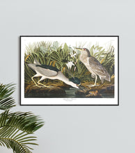 Load image into Gallery viewer, Night Heron Print by John Audubon