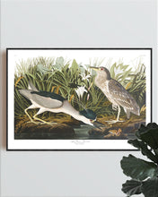 Load image into Gallery viewer, Night Heron Print by John Audubon