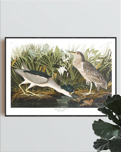 Night Heron Print by John Audubon