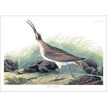 Load image into Gallery viewer, Hudsonian Curlew Print by John Audubon