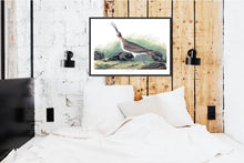 Load image into Gallery viewer, Hudsonian Curlew Print by John Audubon