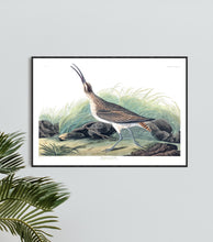 Load image into Gallery viewer, Hudsonian Curlew Print by John Audubon