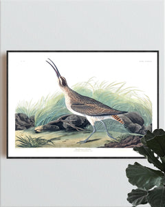 Hudsonian Curlew Print by John Audubon