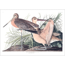 Load image into Gallery viewer, Great Marbled Godwit Print by John Audubon
