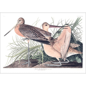 Great Marbled Godwit Print by John Audubon