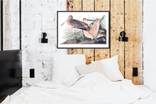 Load image into Gallery viewer, Great Marbled Godwit Print by John Audubon