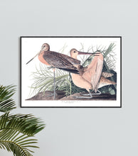 Load image into Gallery viewer, Great Marbled Godwit Print by John Audubon