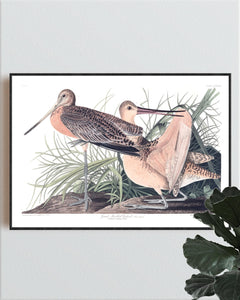 Great Marbled Godwit Print by John Audubon