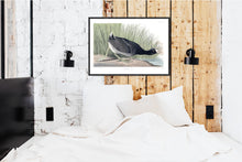 Load image into Gallery viewer, American Coot Print by John Audubon