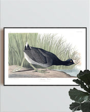 Load image into Gallery viewer, American Coot Print by John Audubon