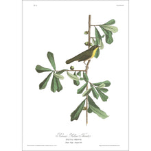 Load image into Gallery viewer, Roscoe&#39;s Yellow Throat Print by John Audubon