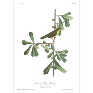 Roscoe's Yellow Throat Print by John Audubon