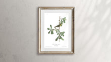 Load image into Gallery viewer, Roscoe&#39;s Yellow Throat Print by John Audubon