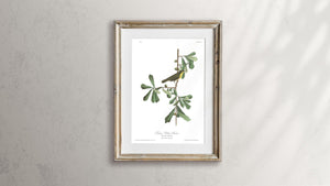 Roscoe's Yellow Throat Print by John Audubon