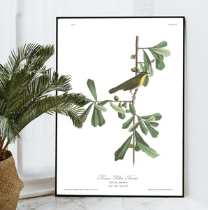 Roscoe's Yellow Throat Print by John Audubon