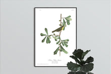 Load image into Gallery viewer, Roscoe&#39;s Yellow Throat Print by John Audubon