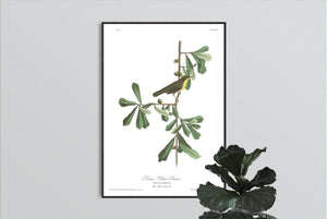 Roscoe's Yellow Throat Print by John Audubon