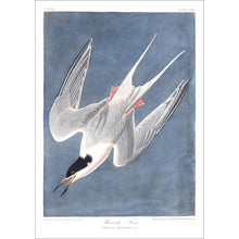 Load image into Gallery viewer, Roseate Tern Print by John Audubon