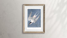 Load image into Gallery viewer, Roseate Tern Print by John Audubon