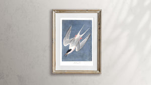Roseate Tern Print by John Audubon
