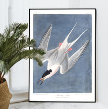 Load image into Gallery viewer, Roseate Tern Print by John Audubon