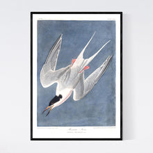 Load image into Gallery viewer, Roseate Tern Print by John Audubon