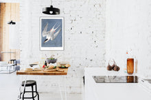 Load image into Gallery viewer, Roseate Tern Print by John Audubon