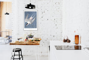 Roseate Tern Print by John Audubon