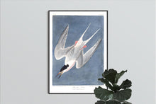 Load image into Gallery viewer, Roseate Tern Print by John Audubon