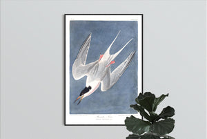 Roseate Tern Print by John Audubon