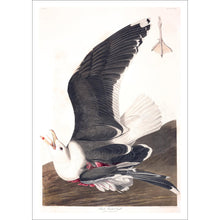 Load image into Gallery viewer, Black Backed Gull Print by John Audubon
