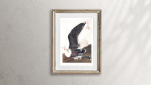 Load image into Gallery viewer, Black Backed Gull Print by John Audubon