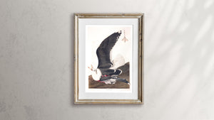 Black Backed Gull Print by John Audubon
