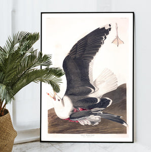 Black Backed Gull Print by John Audubon