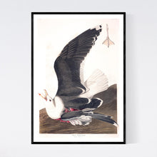 Load image into Gallery viewer, Black Backed Gull Print by John Audubon