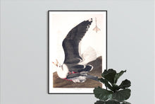 Load image into Gallery viewer, Black Backed Gull Print by John Audubon