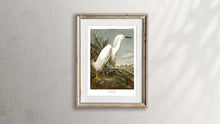 Load image into Gallery viewer, Snowy Heron or White Egret Print by John Audubon