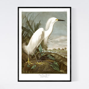 Snowy Heron or White Egret Print by John Audubon