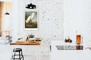Snowy Heron or White Egret Print by John Audubon